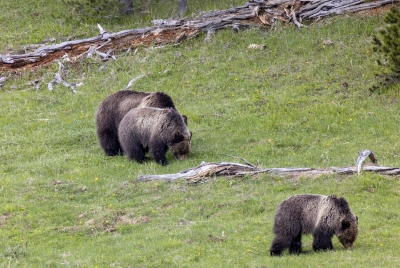 Grizzly Beryl and Cubs May 2025